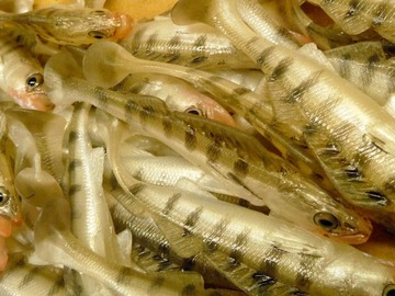 GUMA TOMY'S BAIT SANDACZ 11R NATURAL