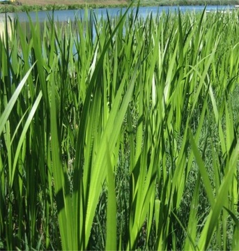 Аир Acorus аир для прудовых растений на берегу для пруда