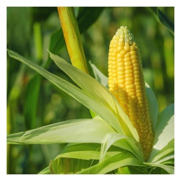 PODUSZECZKI PODUSZKI ZBOŻOWE CZEKOLADOWE 1 KG ŚNIADANIOWE ZDROWE ZIARNO