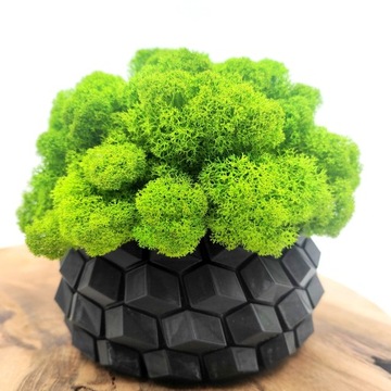 Вазон с мхом хроботек CHROBOTEK MOSS в черном горшке, 3D печать