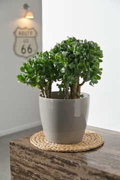 Крышка для цветочного горшка МАГНОЛИЯ, диаметр 21 см, цвет: ЧЕРНЫЙ ГЛЯНЦЕВЫЙ