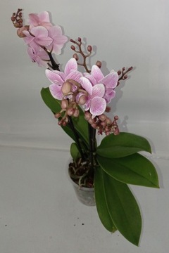 ФАЛЕНОПСИС орхидея 15