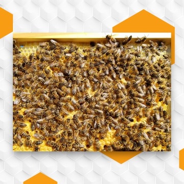 Неосемененные пчелиные матки Buckfast KB Племенные матери