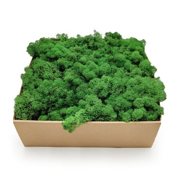 500 г НОРВЕЖСКОГО зеленого оленьего мха