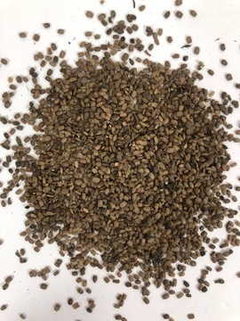 Seradela nasiona 7kg