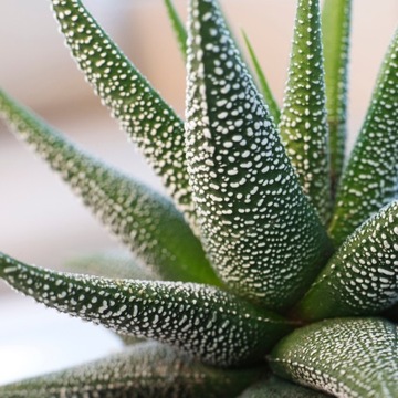 Haworthia 'Concolor' - oszroniona haworsja S