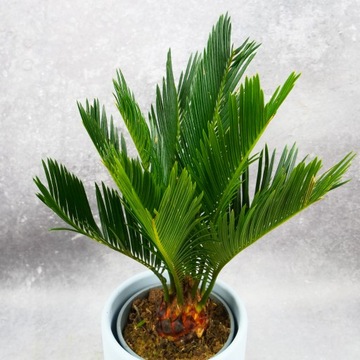 CYKAS Cycas Sagowiec Ø12cm TROPIKALNY doda egzotyki Twojemu wnętrzu