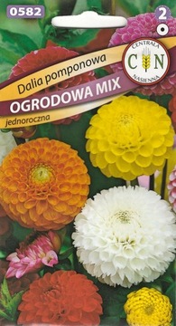 Dalia Pomponowa mix długo kwitnie od czrwca do pierwszych mrozów nasiona 1g