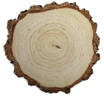 Plastry drewna brzoza 23-26cm Gruba kora