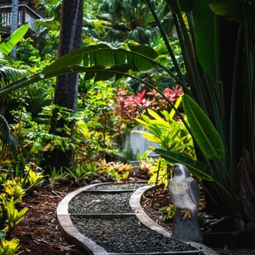 ЯСКОВ-СОКОЛ-ОТПУПЫВАТЕЛЬ ПТИЦ Скворцы ГОЛУБИ