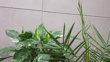 Гибкий архитектурный бетон В25 - арт