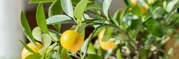 ЭКОДАРПОЛ УДОБРЕНИЕ БИОГУМУС ЦИТРУСОВЫЕ АПЕЛЬСИН МАНДАРИН КУМВАТ КАЛАМАНДИН