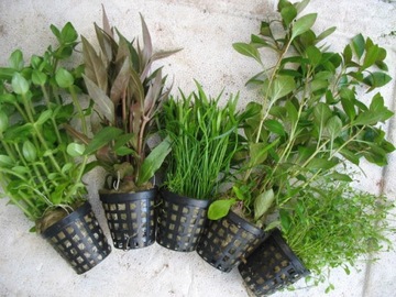 == 6== шт КОРЗИНКИ Аквариумные растения для аквариума имеют этикетки с названиями.