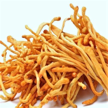 Выращивание грибов (Cordyceps militaris)