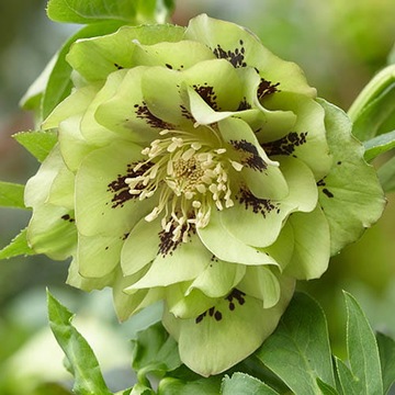 CIEMIERNIK ZIELONY HELLEBORUS DOUBLE ELLEN GREEN SPOTTED
