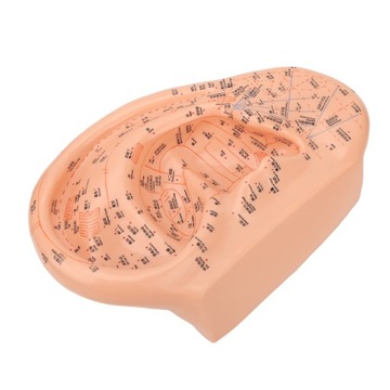 Model punktu akupunktury ucha 40 cm dokładne, wyraźne czcionki PVC