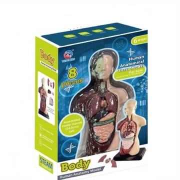 АНАТОМИЧЕСКАЯ МОДЕЛЬ ТЕЛА ЧЕЛОВЕКА ОРГАНЫ ЧЕЛОВЕКА АНАТОМИЯ ТОРСА ЧЕЛОВЕКА