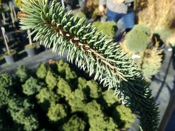 Świerk PA 'Picea abies Virgata
