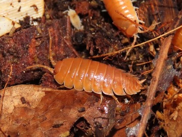 Stonogi Porcellio laevis ORANGE isopody x 20