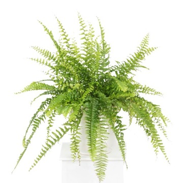Nephrolepis PAPROTKA Nefrolepis wyniosły PAPROĆ