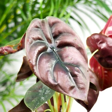 Alokazja alocasia cuprea 'Red Secret' MINI