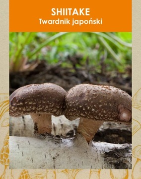 SHIITAKE grzybnia na kołkach