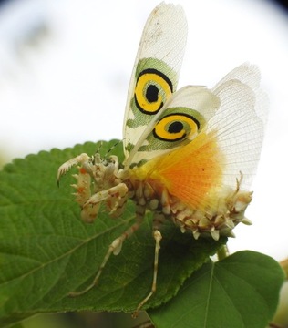 Псевдокреоботра wahlbergii Mantis BUTTERFLY L1-2!