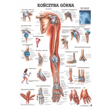 TABLICA ANATOMICZNA PLANSZA PLAKAT KOŃCZYNA GÓRNA