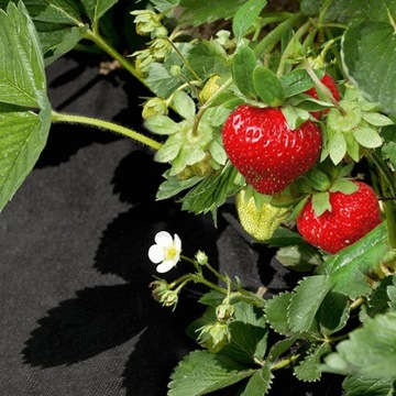 Агротекстиль двойной черно-коричневый 1,6м х 100м ро