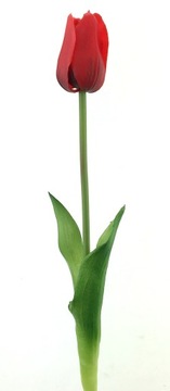 TULIPAN GUMOWY CZERWONY 46 cm W DOTYKU jak ŻYWY PREMIUM