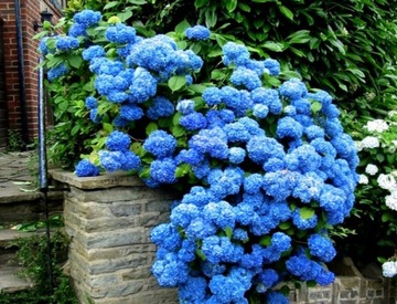 Hortensja niebieska Blue Bird sadzonka XXL