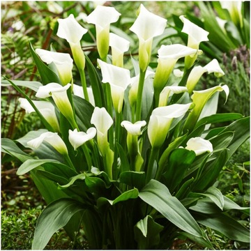 KALIA KALLA CALLA ZANTEDESCHIA BIAŁA CRYSTAL BLUSH cebulki 1 szt. + GRATIS