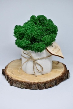 Мини-малиновый лес в белом бетонном горшке.