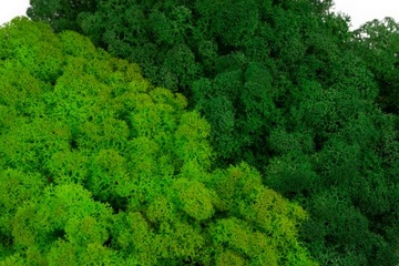 Олений мох, СМЕСЬ 2-х ПРЕМИАЛЬНЫХ ЦВЕТОВ