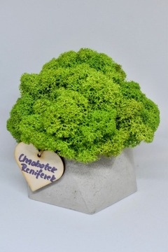 Chrobotkowy las geometryczna doniczka beton