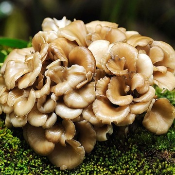 Grzybnia na kołkach Maitake Żagwica 20szt.