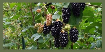 Ежевика без шипов — ГИГАНТСКАЯ — САМЫЕ БОЛЬШИЕ сладкие плоды, повторяющиеся