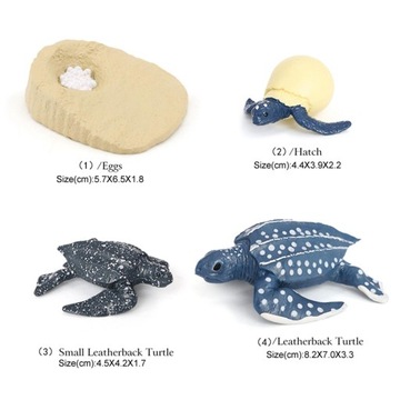 Моделирование Цикл роста животных Кожистая черепаха