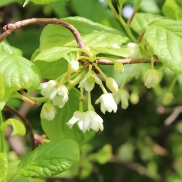 Лимонник китайский (Schisandra chinensis) P9/C1