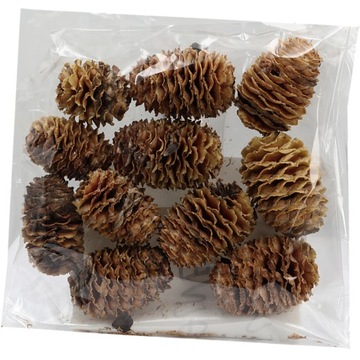 Susz afrykański szyszki SABULOSUM naturalne 25-35mm/100gram ok.12-13szt