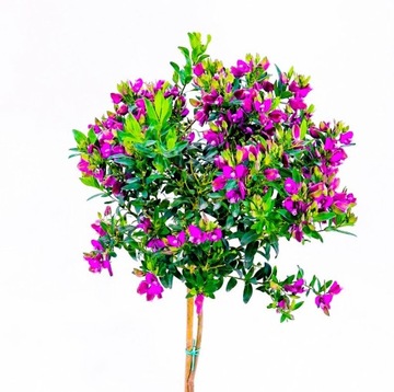 Polygala Myrtifolia kwitnie długo jak lagerstroemia KWIATY FIOLETOWE