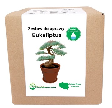 Zestaw do Uprawy BONSAI eukaliptus NA PREZENT