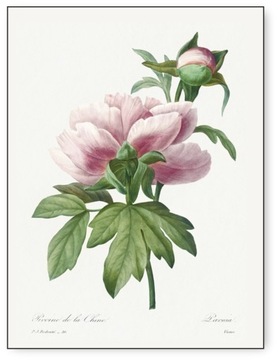 Botanika rośliny Vintage DUŻO WZORÓW Plakat 50x70cm owoce kwiaty obraz #357