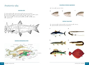 СОВЕТЫ ПО ОБОРУДОВАНИЮ FISHING ATLAS + ПАКЕТ ПОЛЬСКОЙ РЫБЫ ATLAS 140 видов