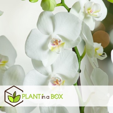 Фаленопсис - Белая Орхидея - Горшок 12см - Высота 50-60см