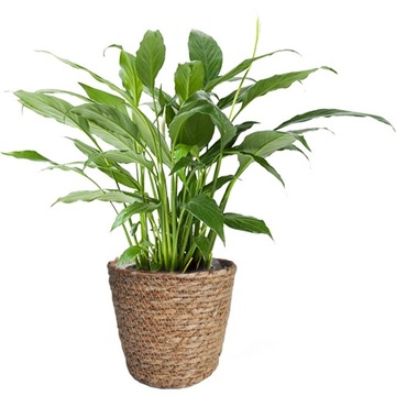 OSŁONKA DONICZKA PLECIONA Z TRAWY MORSKIEJ Z FOLIĄ BOHO SKANDI 20x15