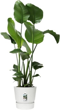 ELHO GREENVILLE ROUND 30 НАРУЖНЫЙ ЦВЕТОЧНЫЙ ГОРШОК, БЕЛЫЙ