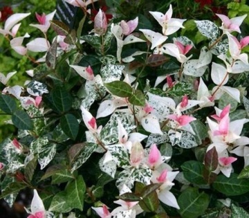 Wierzba szara Tricolor