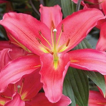 Lilia orientalna czerwona XXL (20/+) 1 szt.