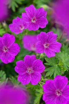 Bodziszek czerwony Tiny Monster kwitn V-X Geranium sanguineum